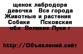 щенок лабродора девочка - Все города Животные и растения » Собаки   . Псковская обл.,Великие Луки г.